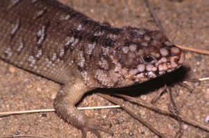 Silubosaurus hoserae or otherwise known as Egernia hoserae